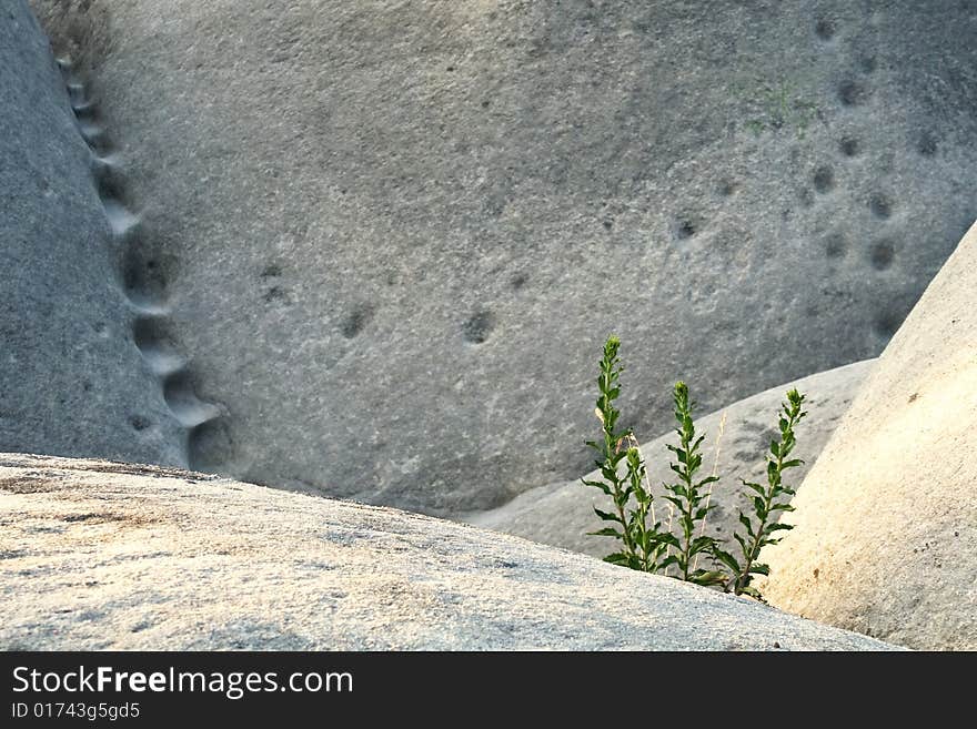 Isolation grass on rock,green grass. Isolation grass on rock,green grass