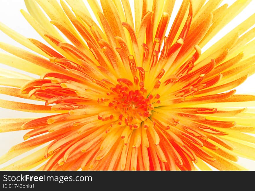 Yellow chrysanthemum on white