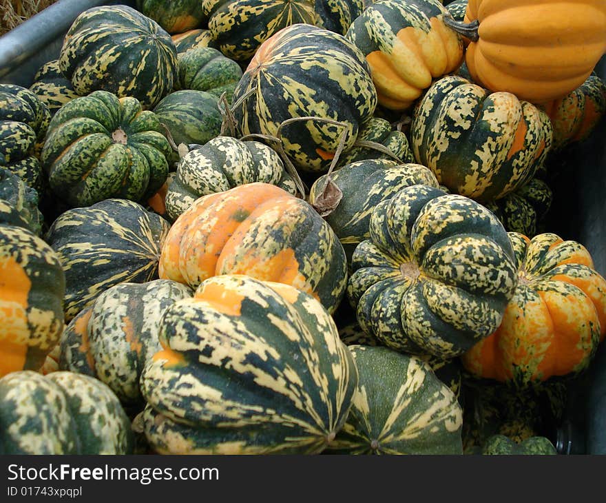 A crate full of harvest gourds at a festival near Denver, Colorado. A crate full of harvest gourds at a festival near Denver, Colorado.