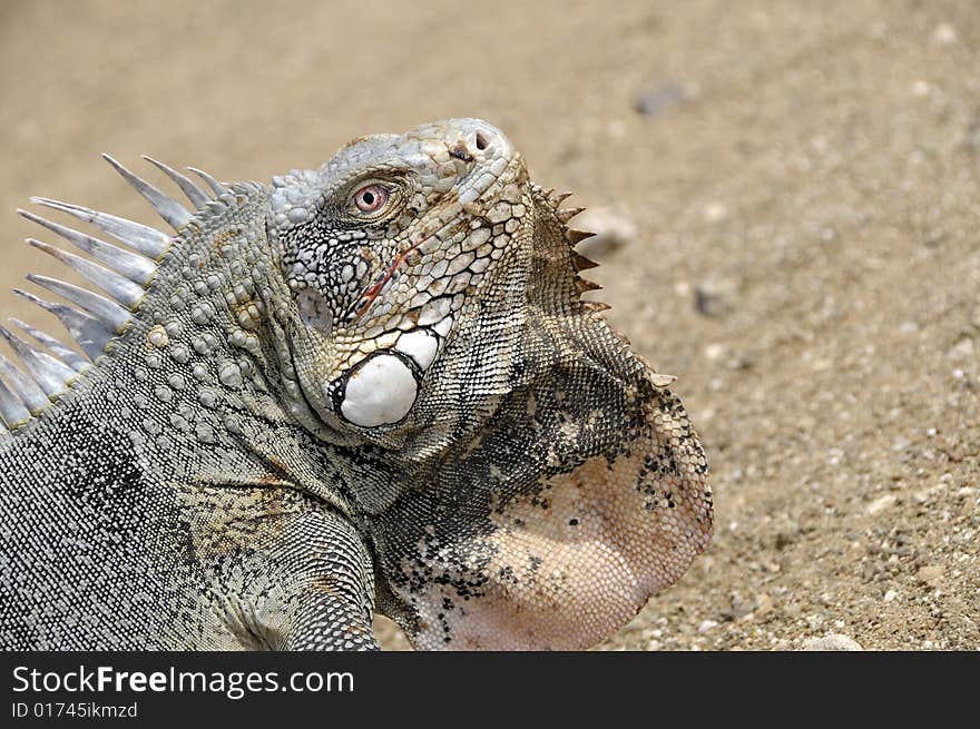 Portrait Of A Iguana