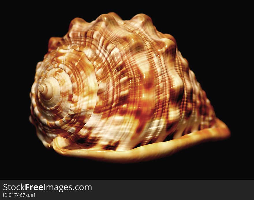 Photo of the sea - shell - black background.