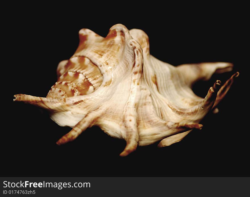 Photo of the sea - shell - black background.