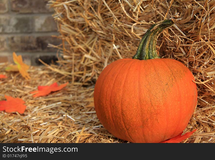 Fall Harvest Pumpkin