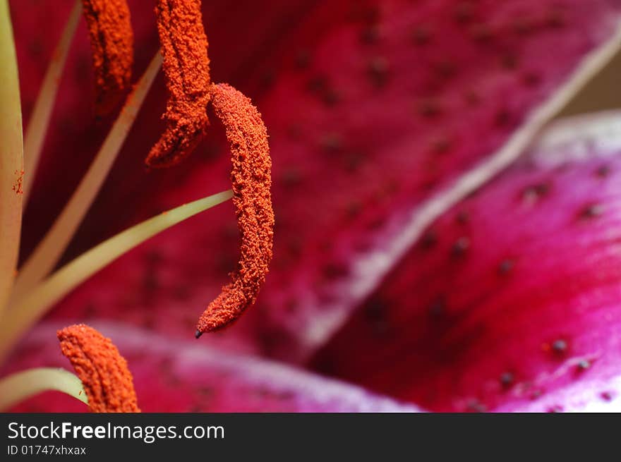 Close up of pink Lily Anthers. Close up of pink Lily Anthers.