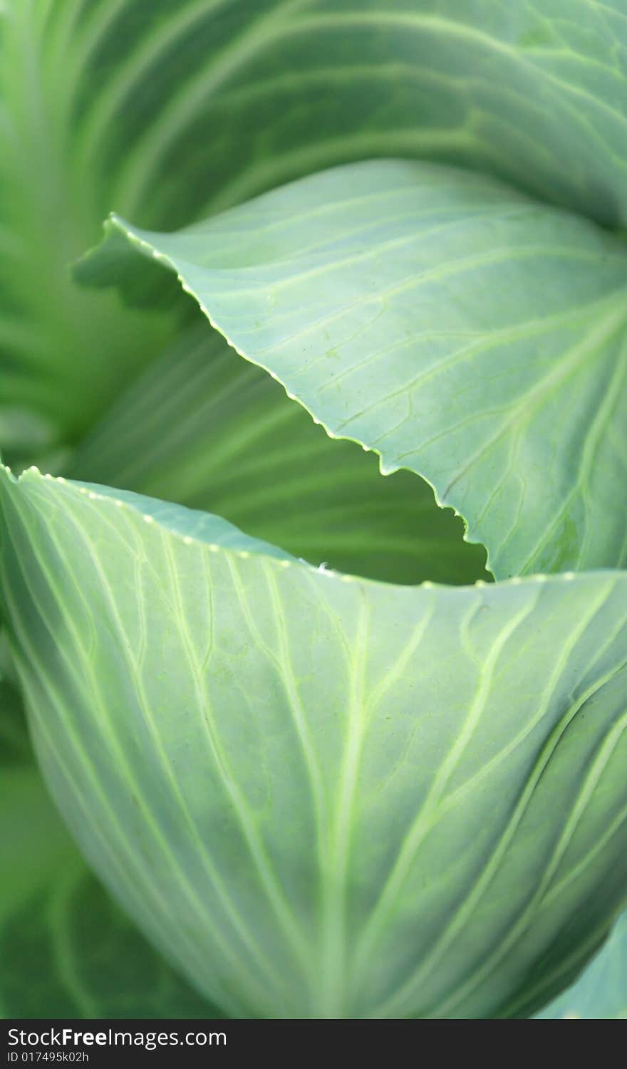 Closeup of nice green cabbage