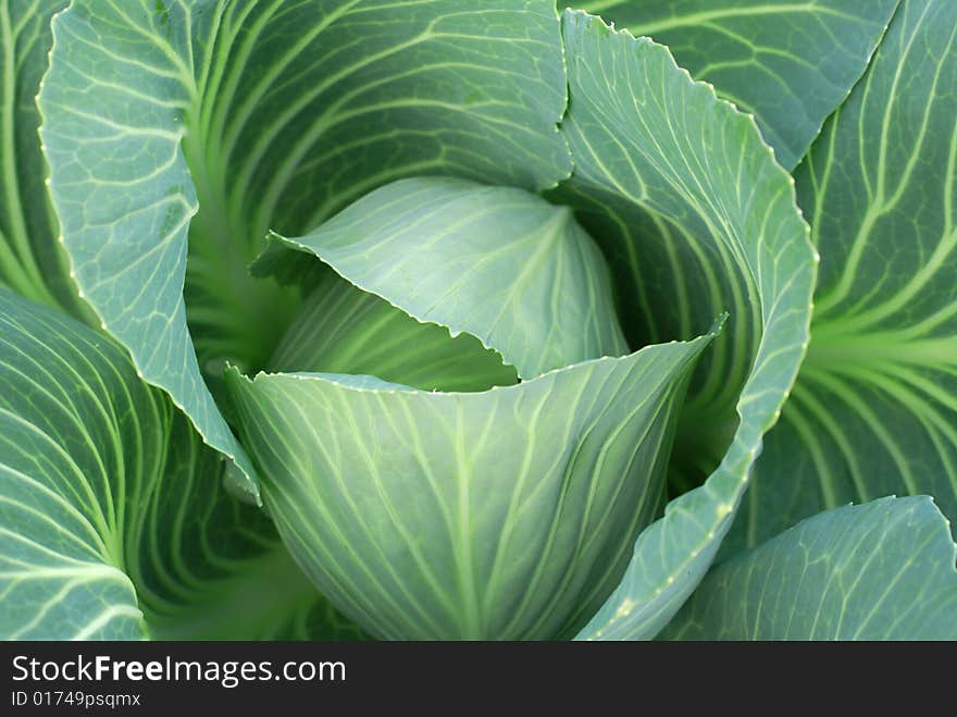 Closeup of nice green cabbage