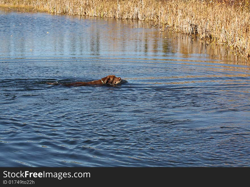 A labrador retriever fetches a mallard duck. A labrador retriever fetches a mallard duck