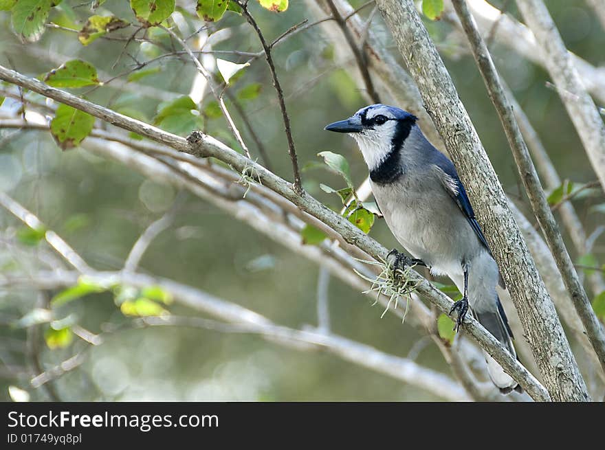 Bluejay perched on a branch latin name Cyanocitta cristata