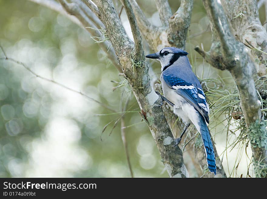 Bluejay perched on a branch latin name Cyanocitta cristata