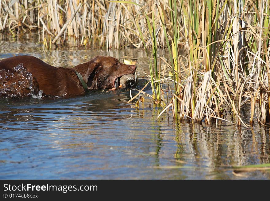 A labrador retriever fetches a mallard duck. A labrador retriever fetches a mallard duck