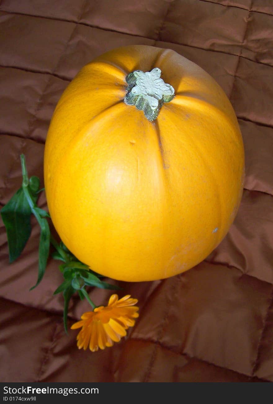 Close-up of an orange pumpkin still life flower marigold. Close-up of an orange pumpkin still life flower marigold