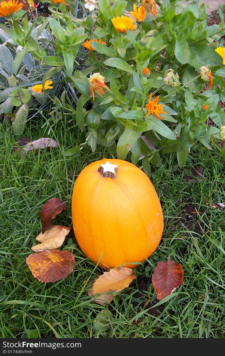 Orange pumpkin in green grass and fall leaves. Orange pumpkin in green grass and fall leaves