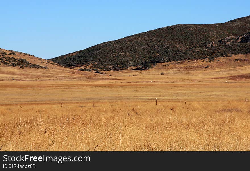 Golden meadow and hills