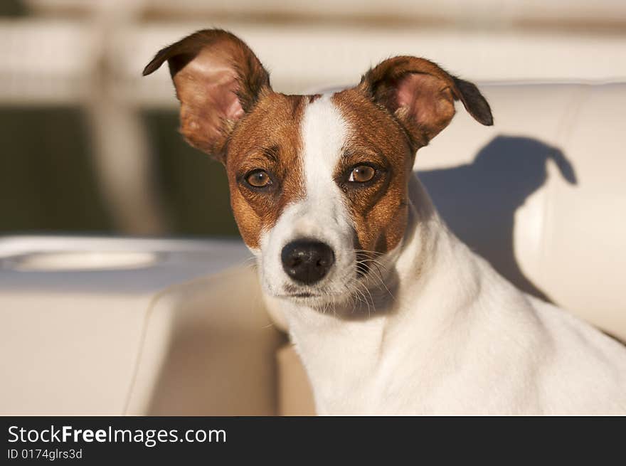 Majestic Jack Russell Terrier Dog Portrait. Majestic Jack Russell Terrier Dog Portrait