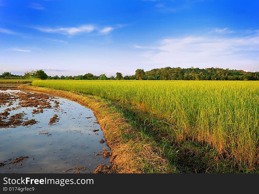 Range of  a Field in Thailand , it have blue sky and sunlight. Range of  a Field in Thailand , it have blue sky and sunlight