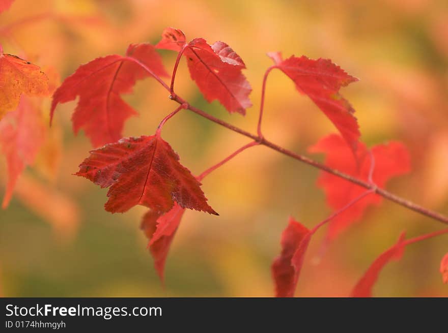 Autumn Leaves Abstract Background Image