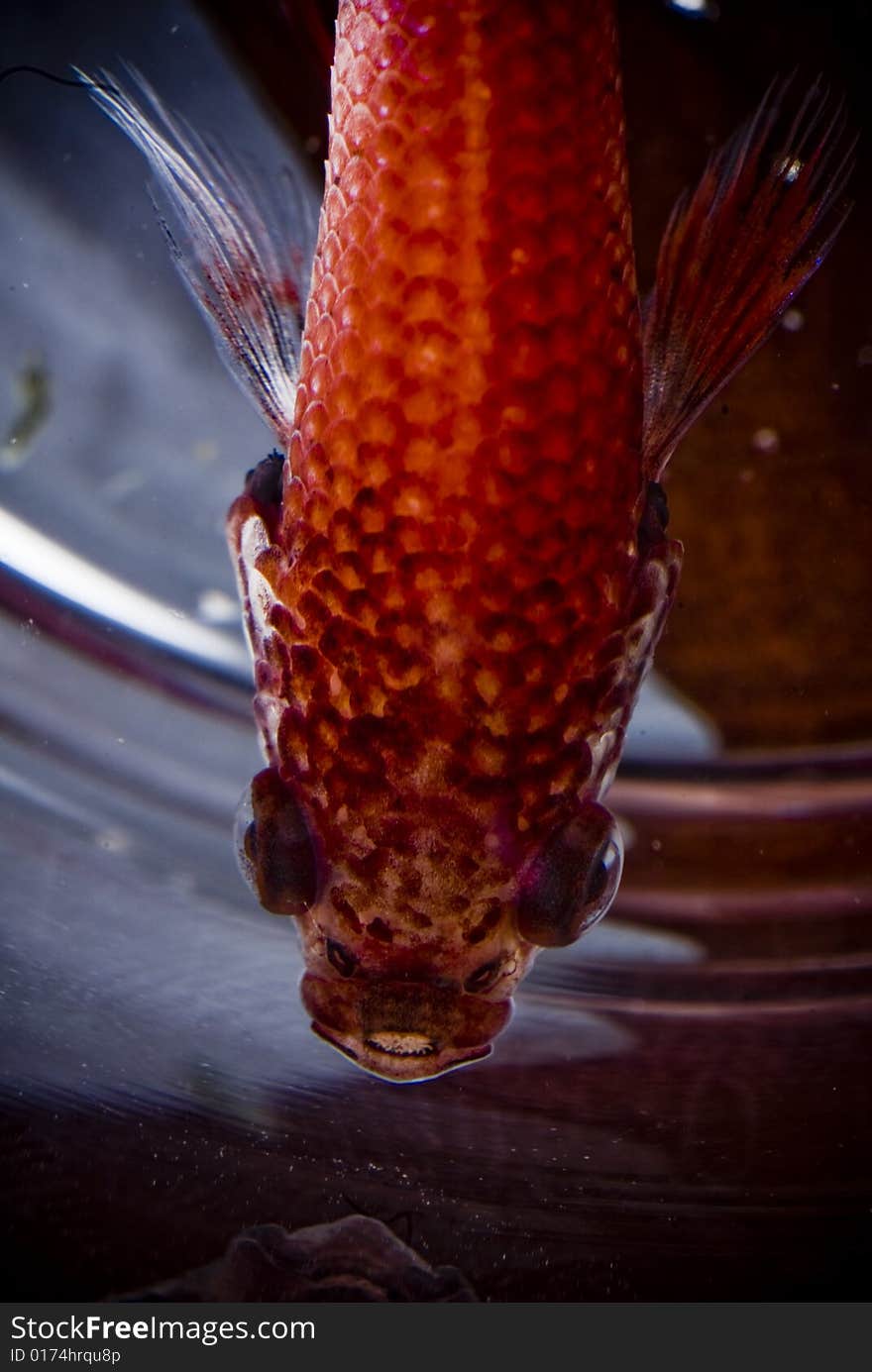 A picture of a fighting fish from the top