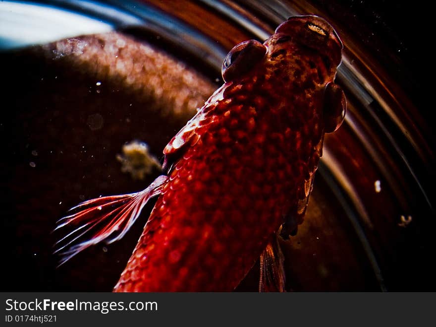 A picture of a fighting fish from the top