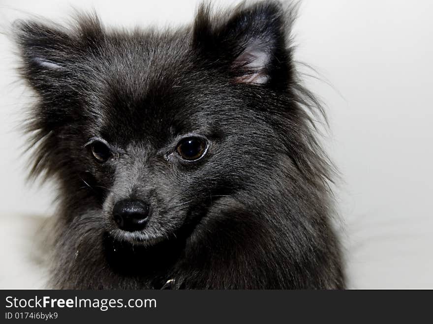 Pomeranian