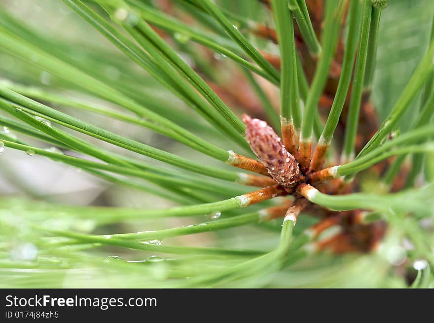 Macro Image of Water Drops on Pine Needles