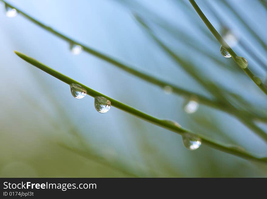 Water Drops On Pine Needles