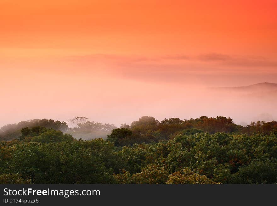 Foggy (hazy) forest.