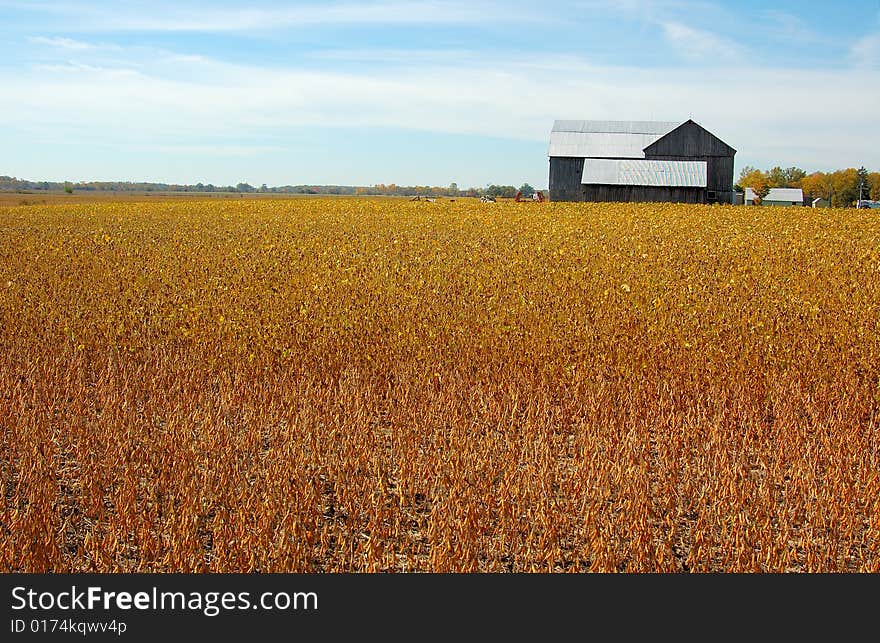 An image of a field of crops with a barn far away. An image of a field of crops with a barn far away.