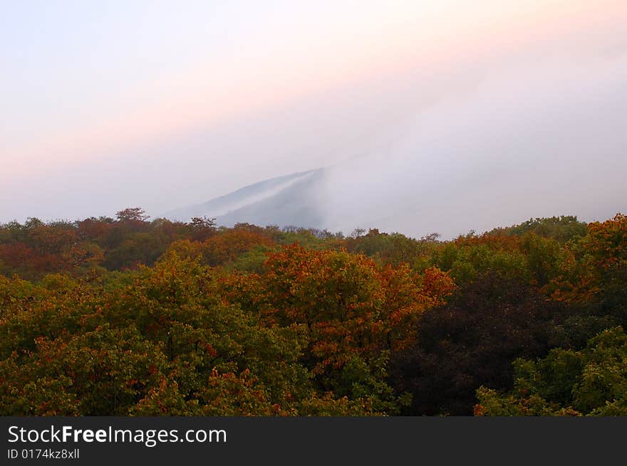 Foggy (hazy) forest.