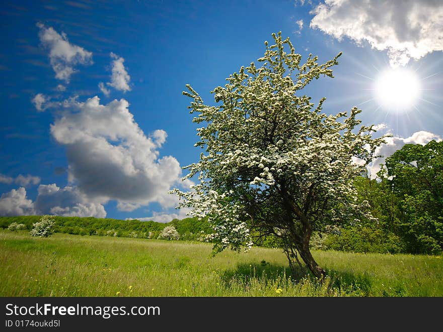 Green tree on backgrounds blue sky and white clouds. Green tree on backgrounds blue sky and white clouds