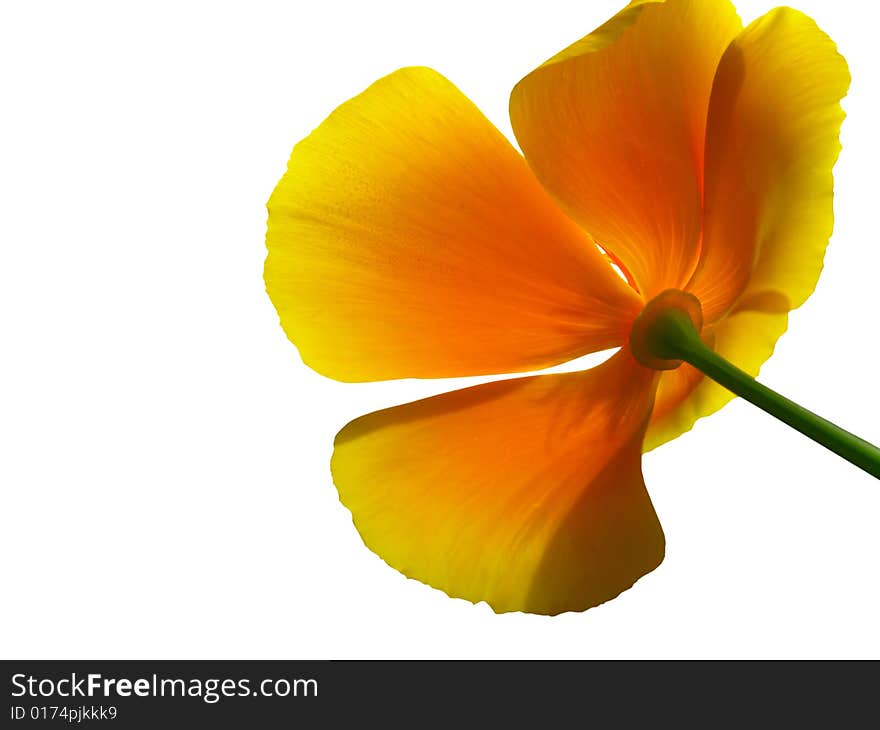 Dismissed yellow flower on a white background