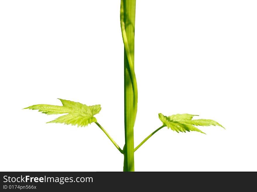 Branch and dismissed foliage of wild grapes on white background