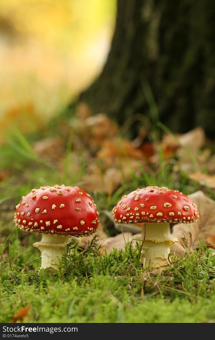 Autumn Scene: Two Toadstools