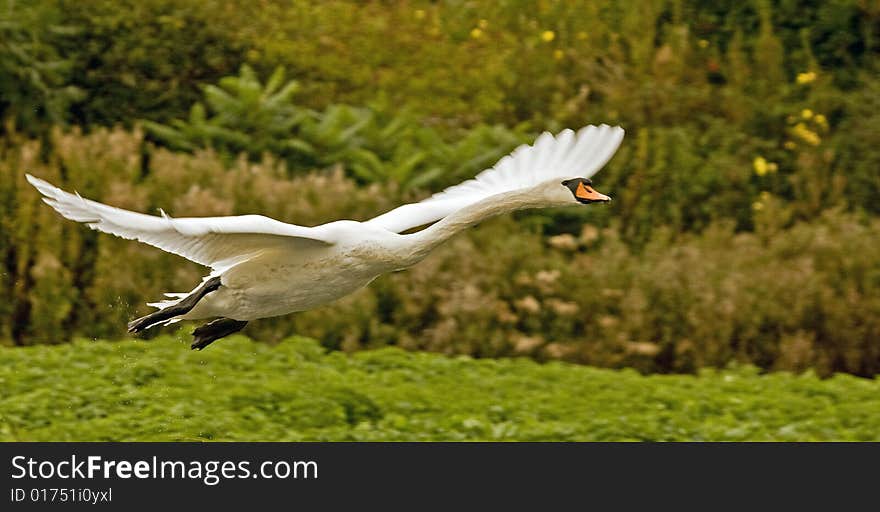 Mute Swan In Flight