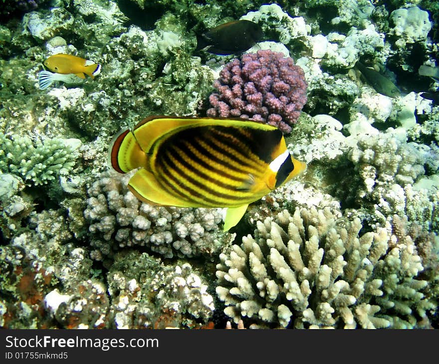 Amongst varicoloured coral reef Red epidemic deathes sails striped Fish-Butterfly, yellow, with black, red and white band. Amongst varicoloured coral reef Red epidemic deathes sails striped Fish-Butterfly, yellow, with black, red and white band.