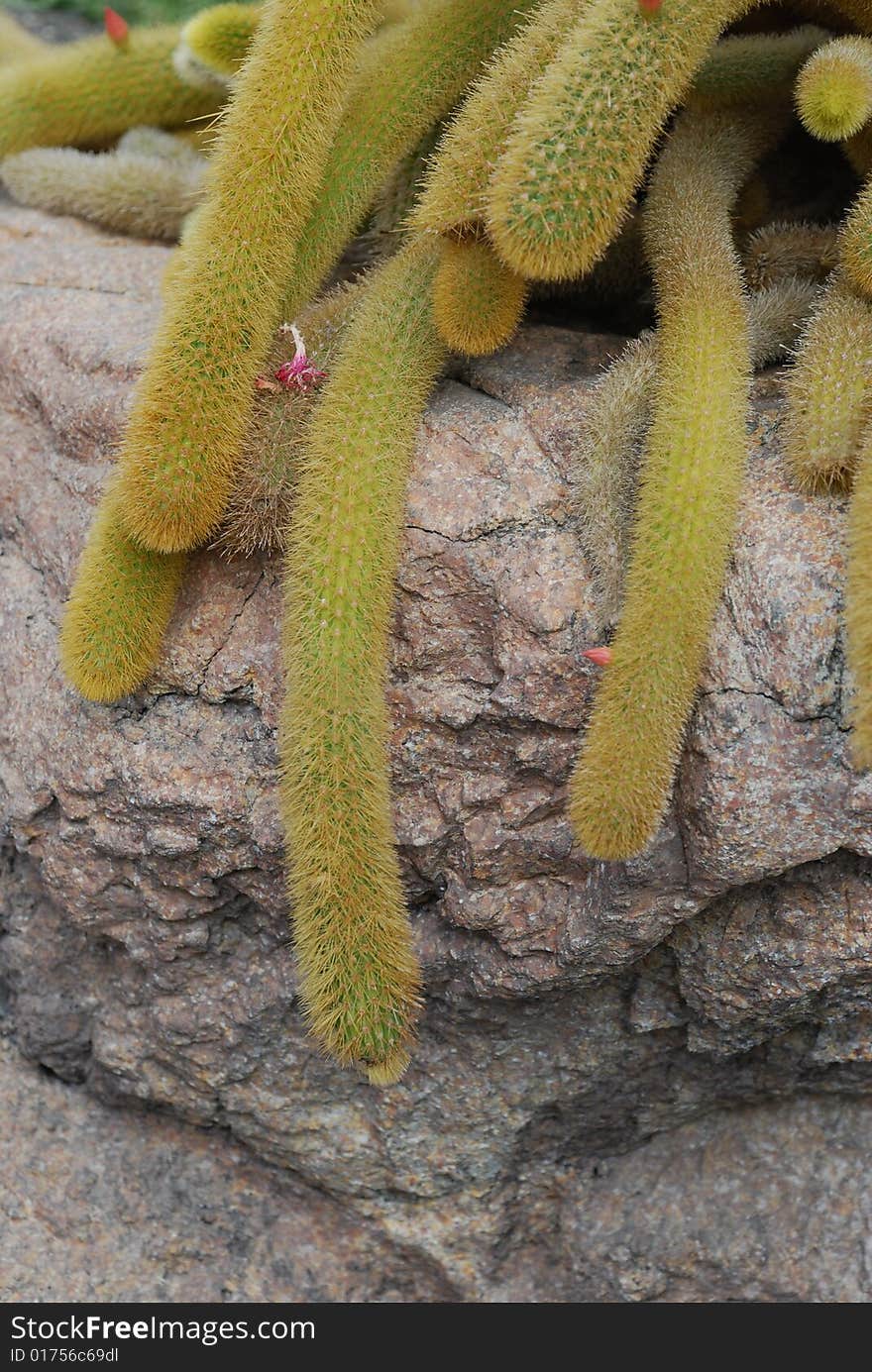 Mountain cactus.