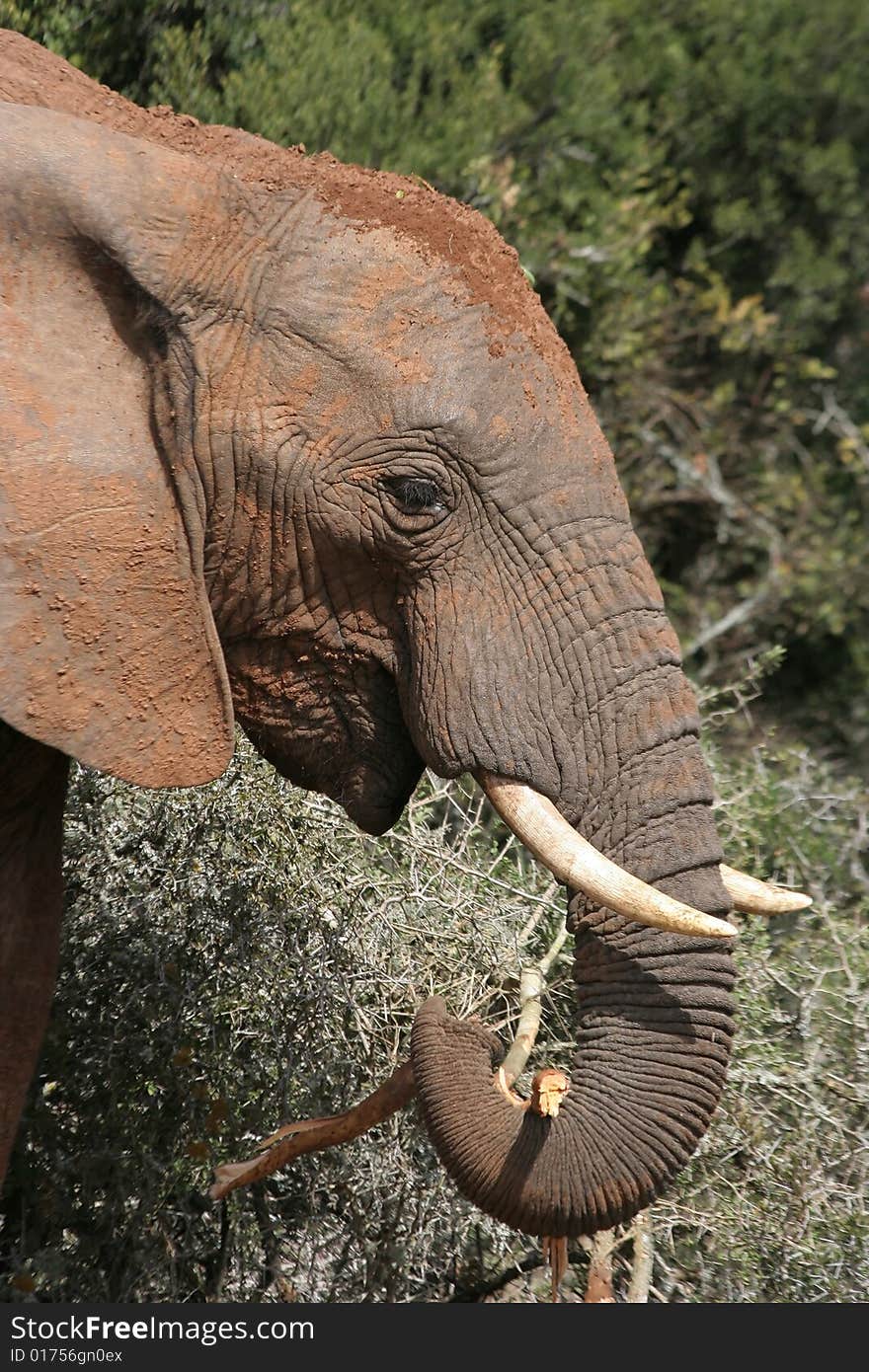 African elephant eating branches from a thorn tree