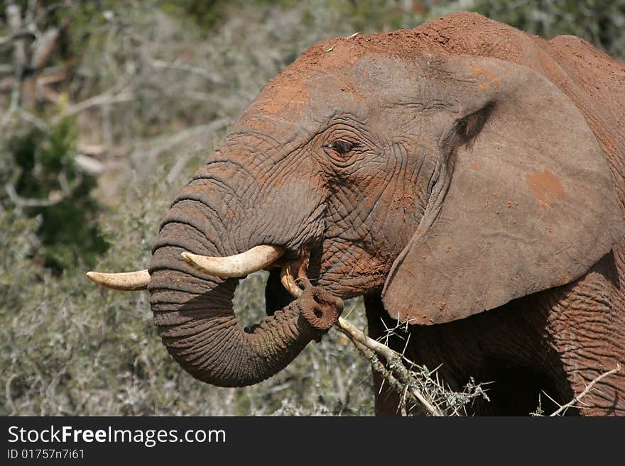 African elephant eating the stems of a thorn tree