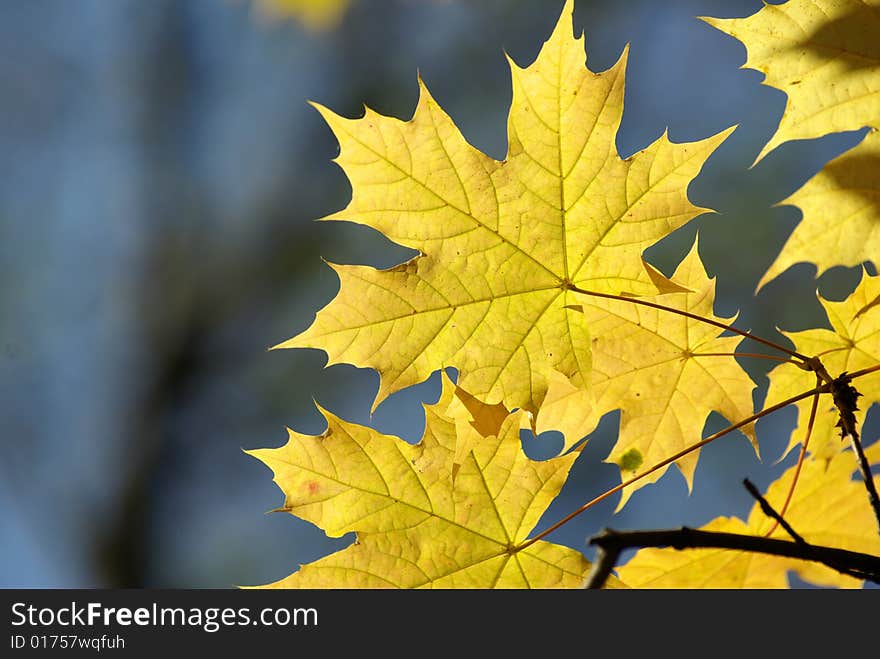 Autumn leaves background in sunny day