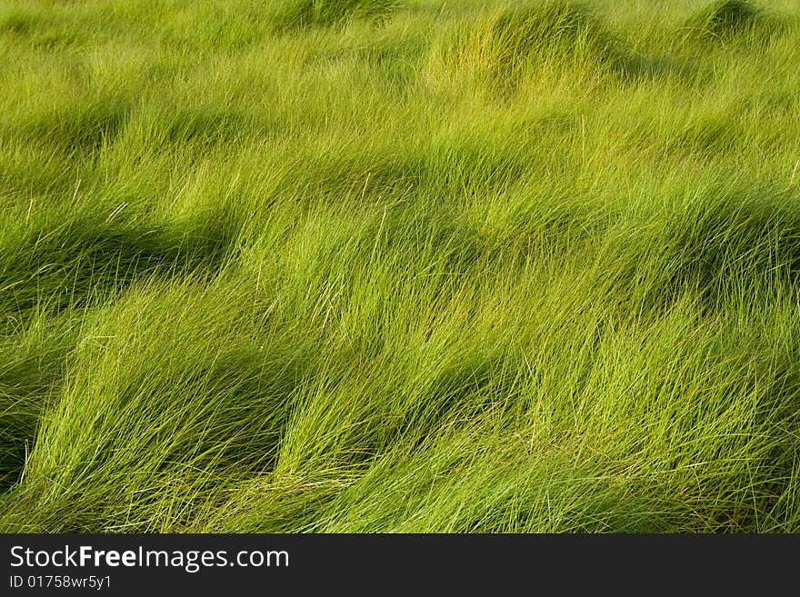 A field of tall grass