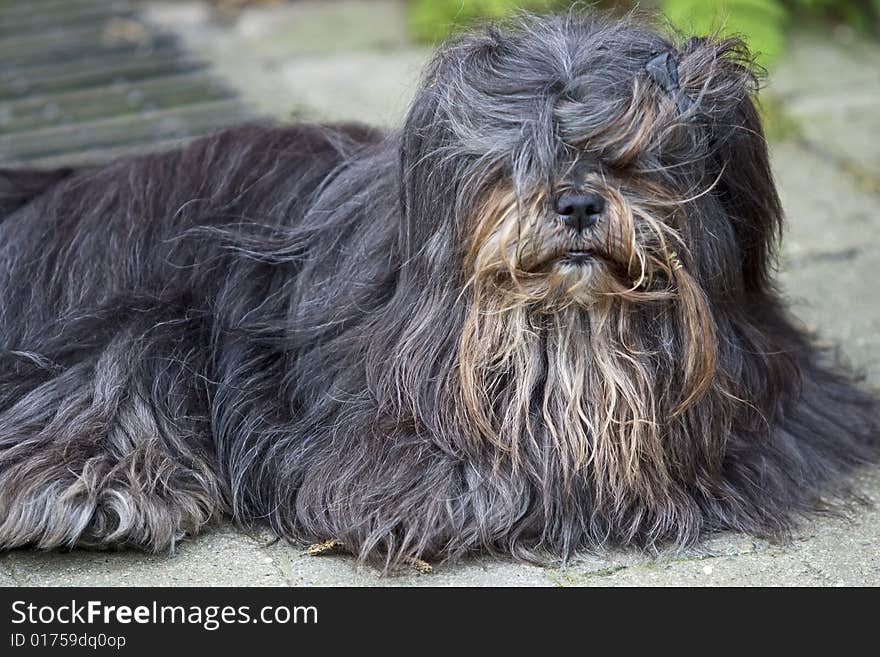 Dog with long hair can hardly see and looks very neglected