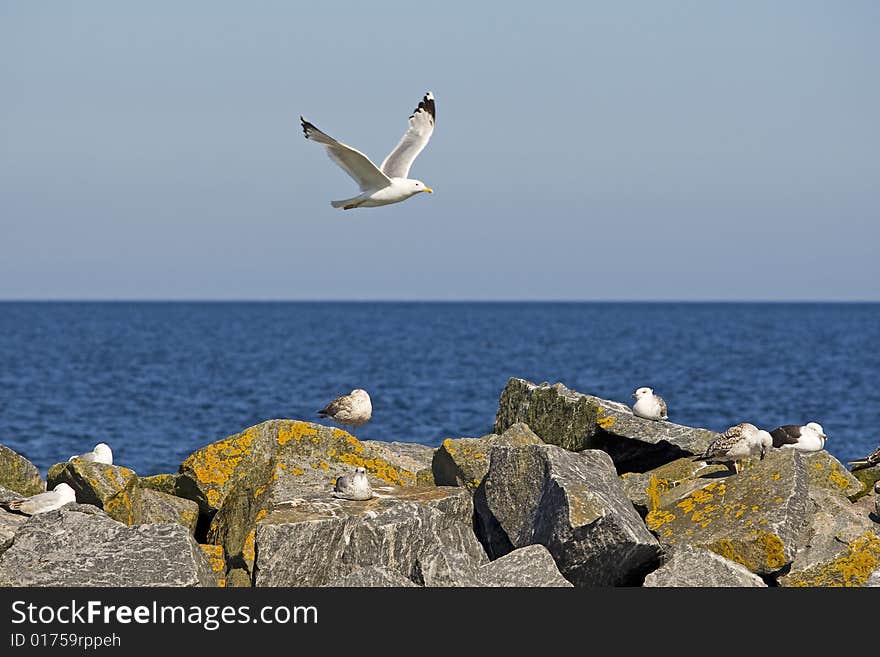 Seagull in the flight