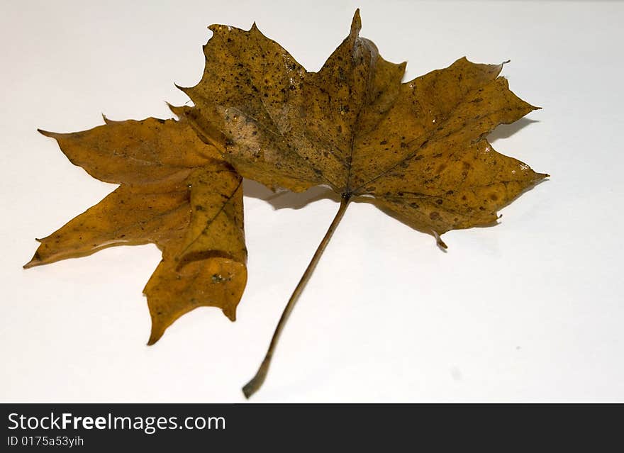 Two brown leaves fall colors on white background