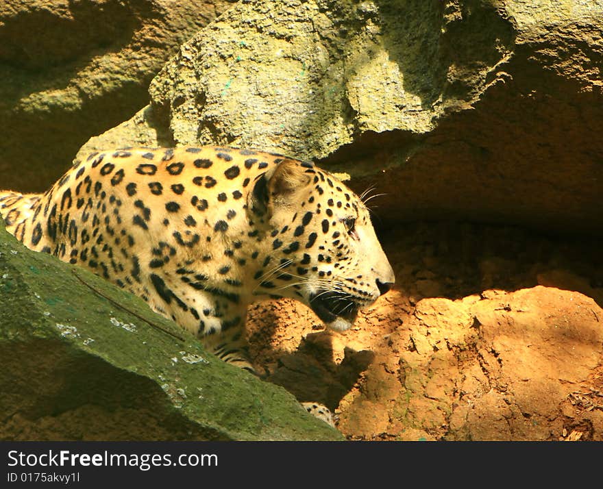 Leopard is looking, the charismatic face and ferocious eye