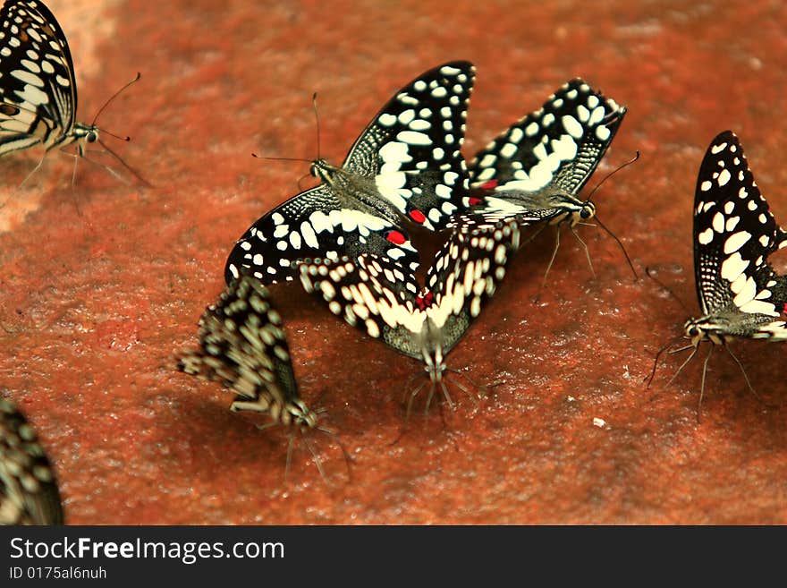 Group of Butterfly on wet ground