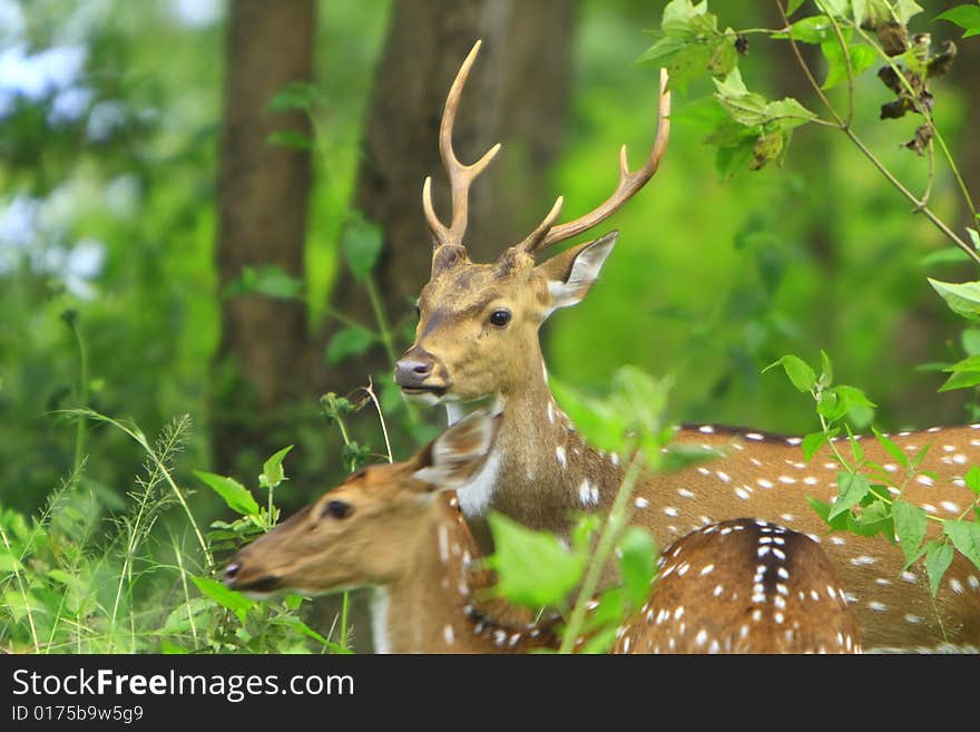 Deer stroling around and looked so innocent