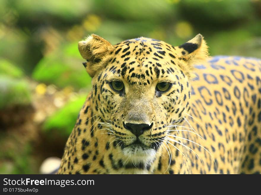 Leopard is looking, the charismatic face and ferocious eye