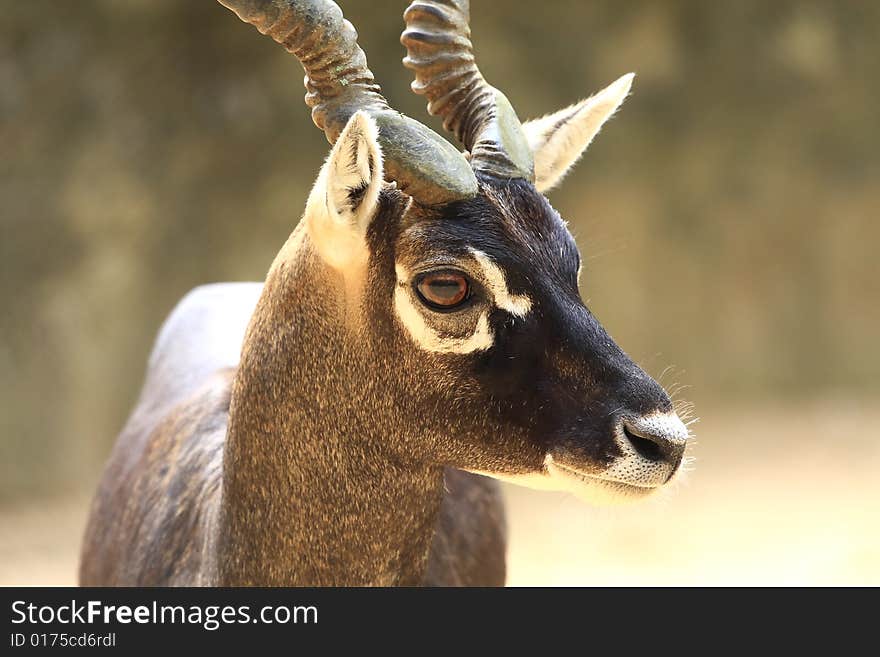 Blackbuck