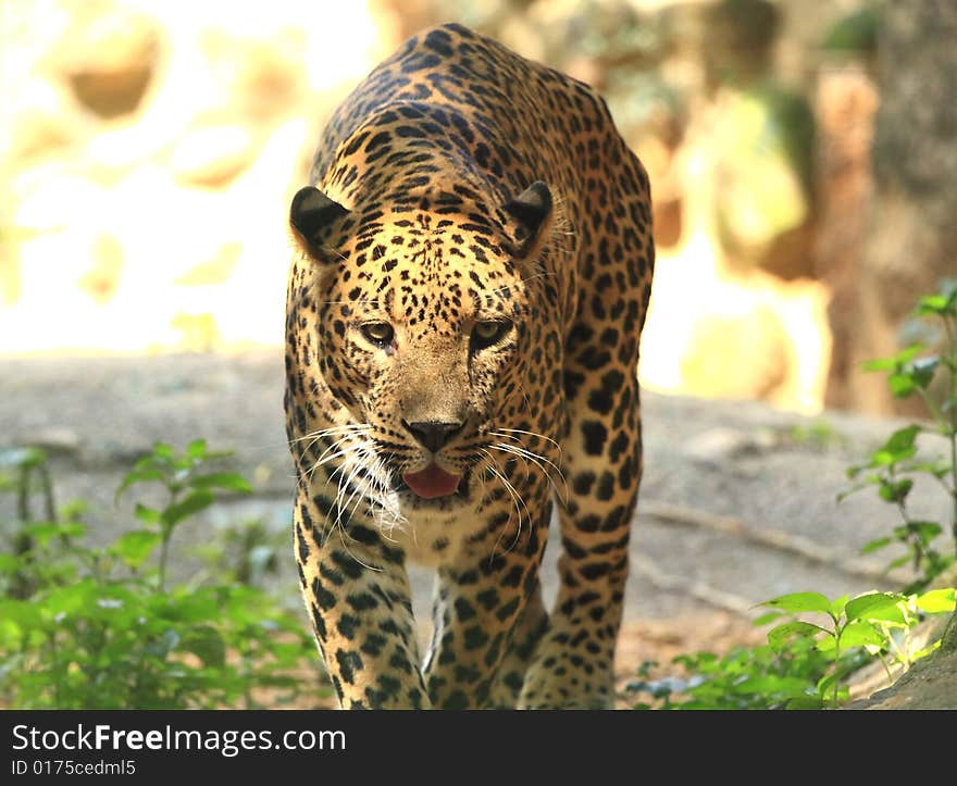 Leopard is looking, the charismatic face and ferocious eye