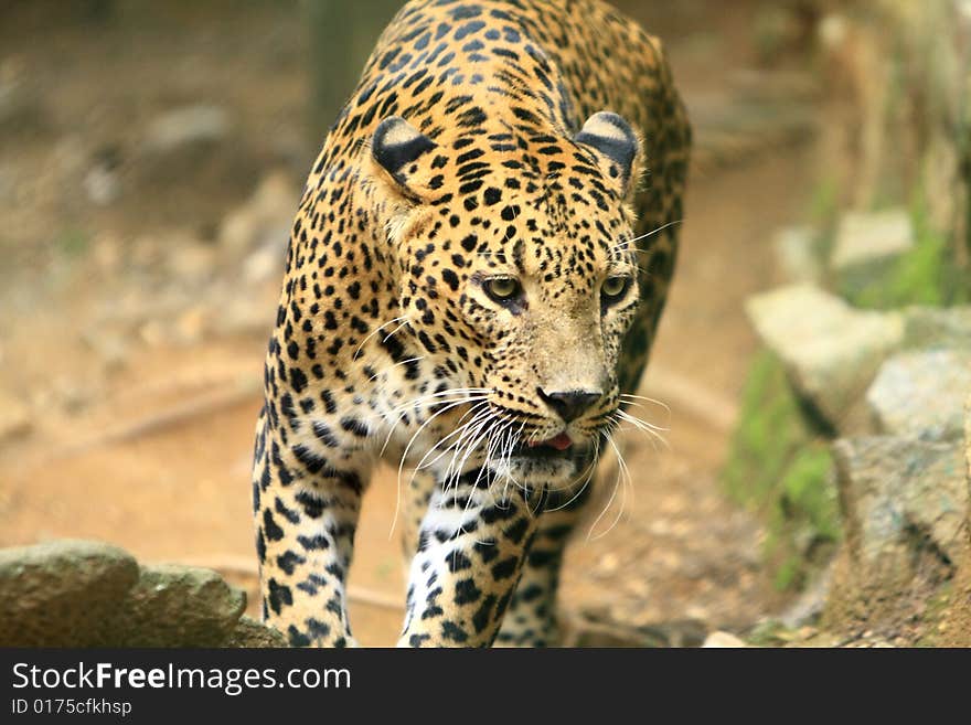 Leopard is looking, the charismatic face and ferocious eye