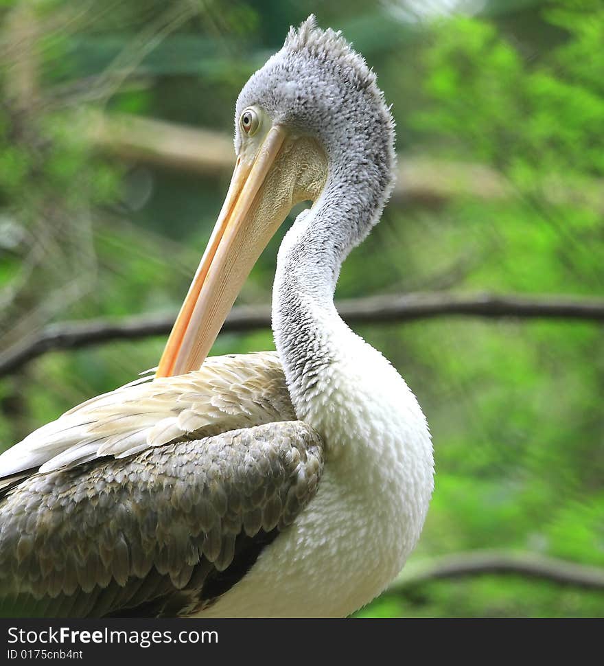 A pelican is any of several very large water birds with a distinctive pouch under the beak belonging to the bird family Pelecanidae.